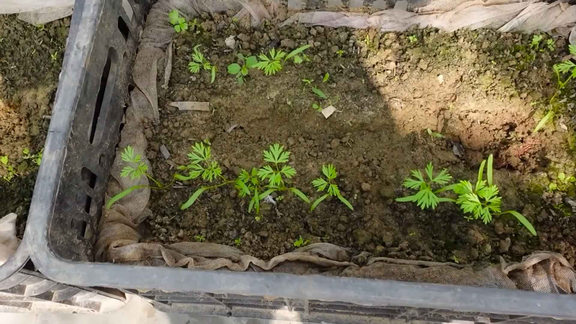 Grow Carrots at Home Easily