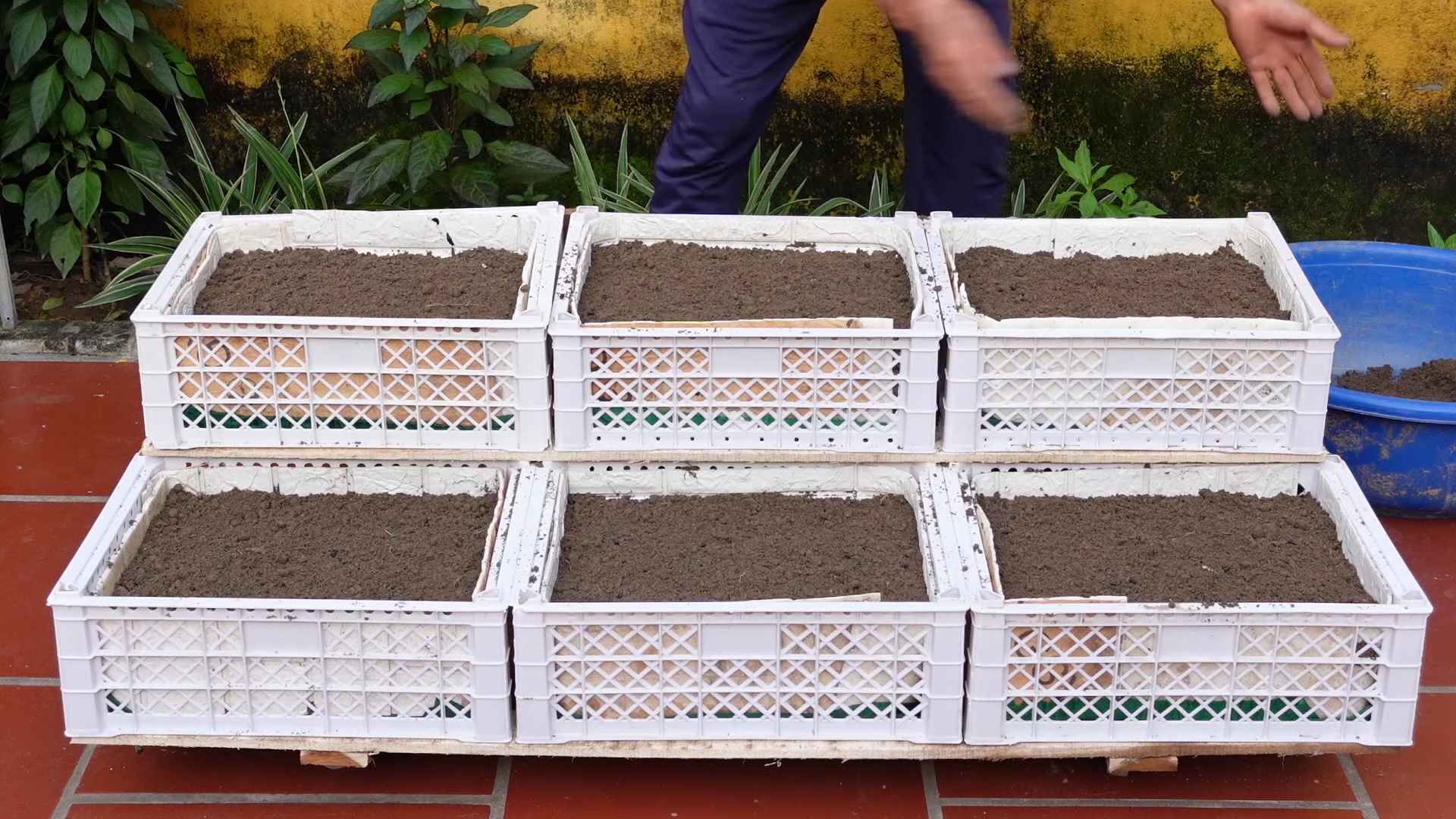 Grow vegetables family