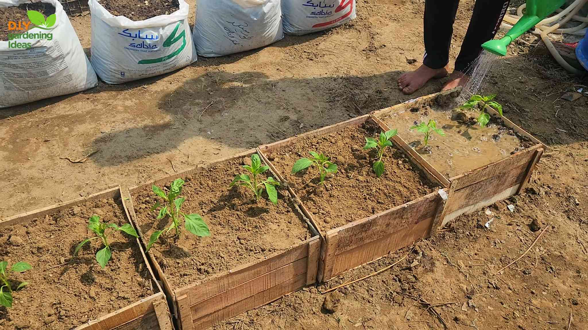 Bell Pepper Container Gardening