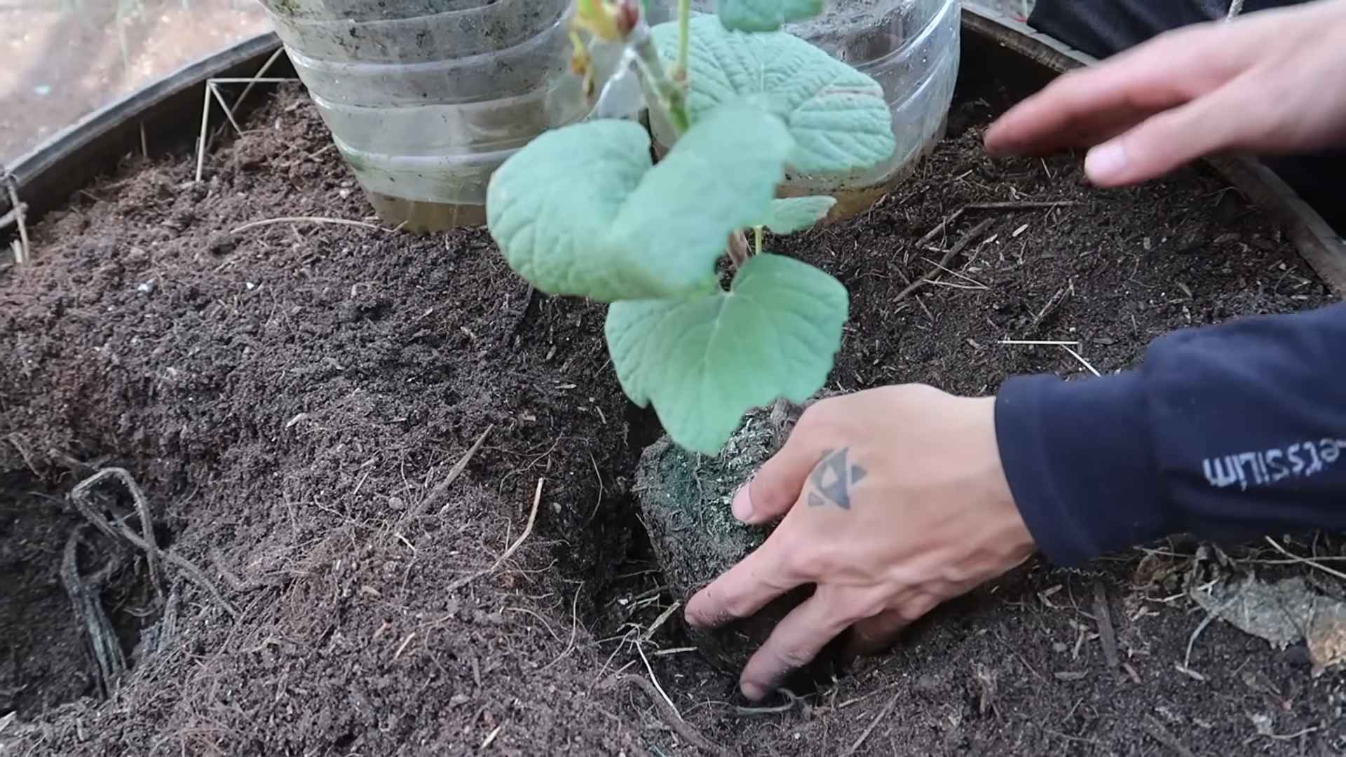 Backyard Grape Growing Tips