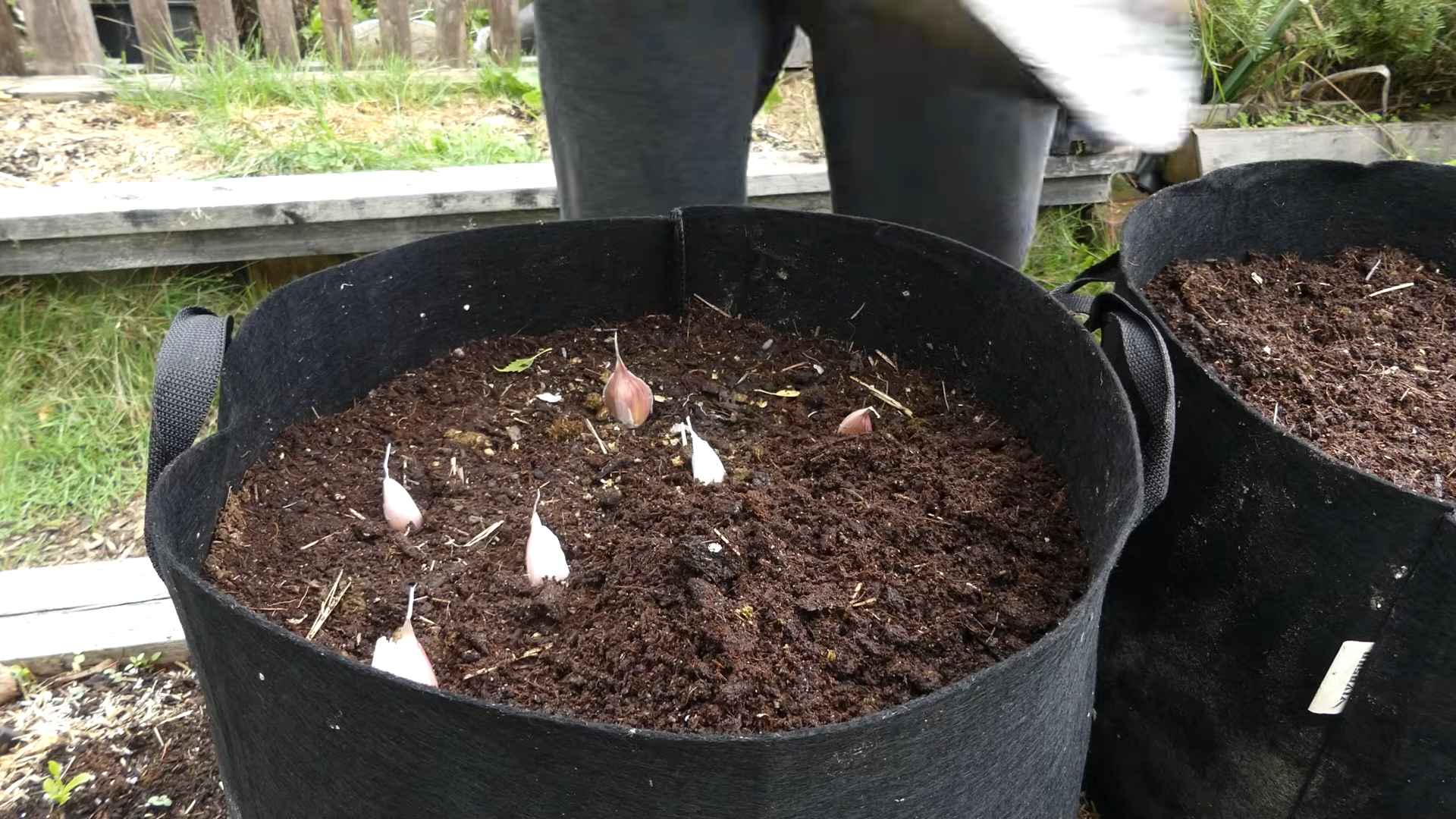 Planting Garlic Cloves
