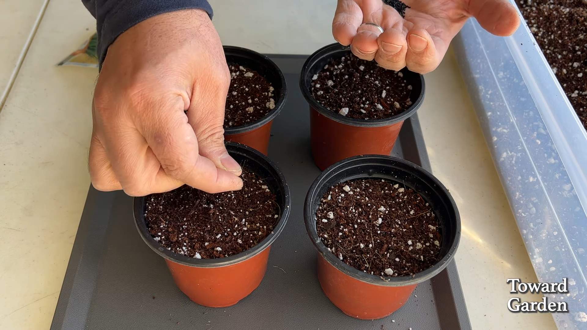 Growing Chives at Home