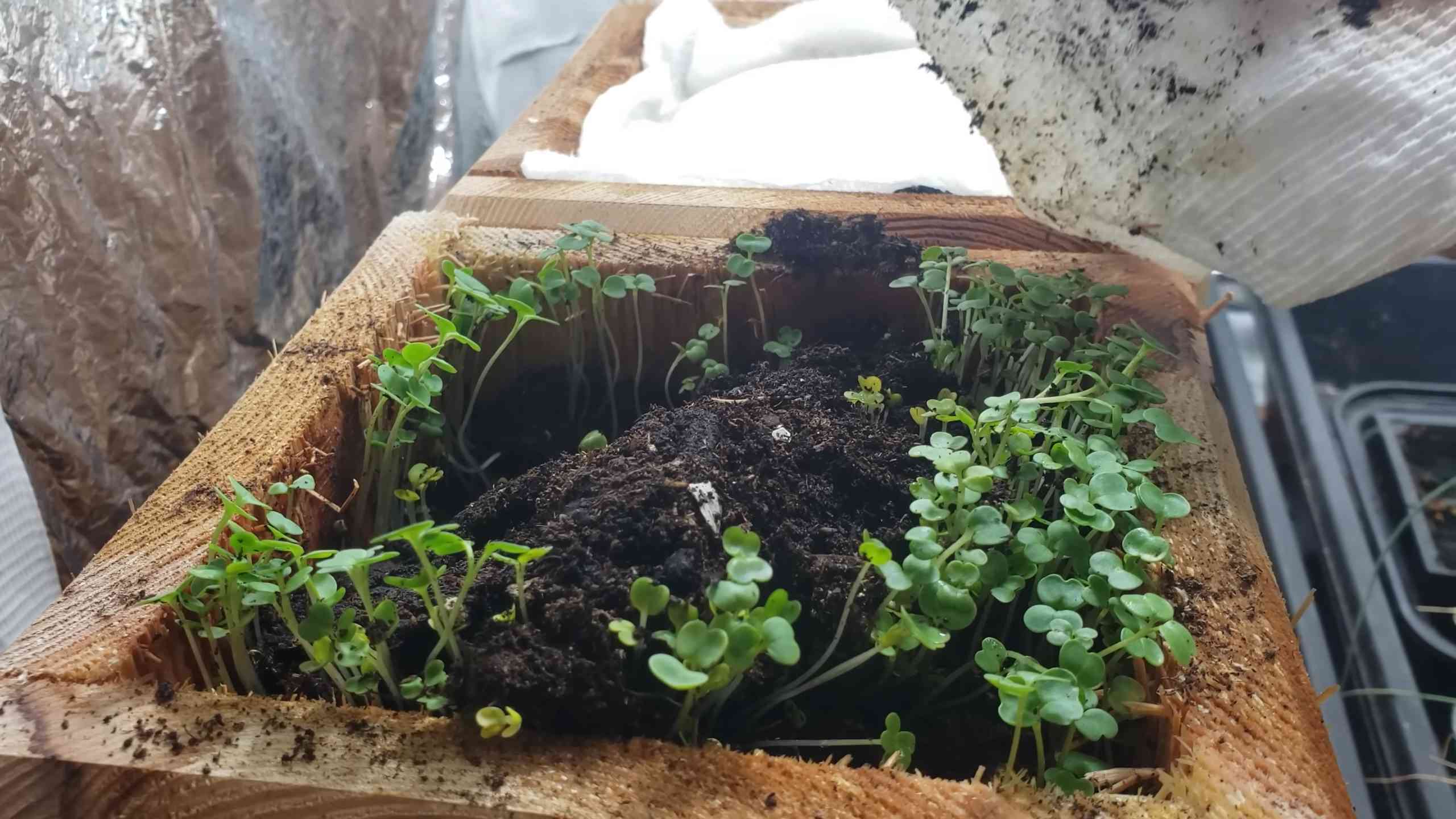 Growing Basil Indoors