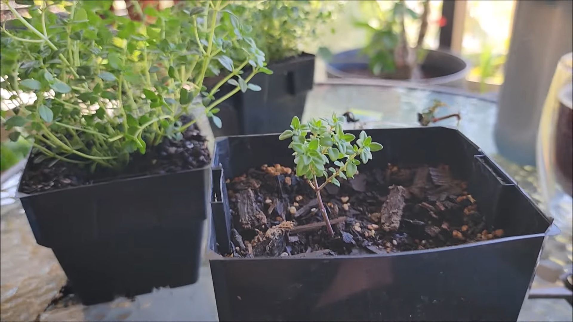 Grow Thyme at Home