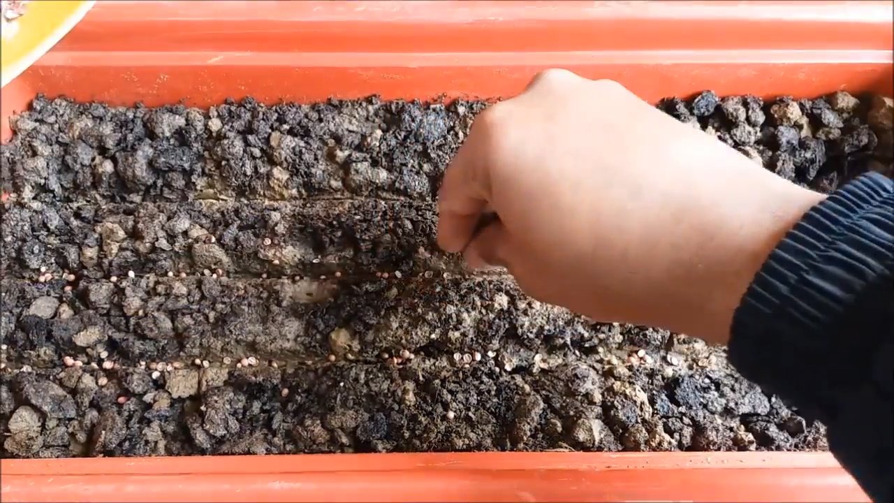 Growing Cilantro Indoors
