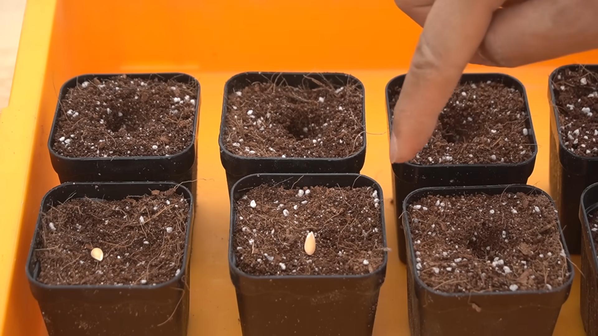 Easy Melon Gardening