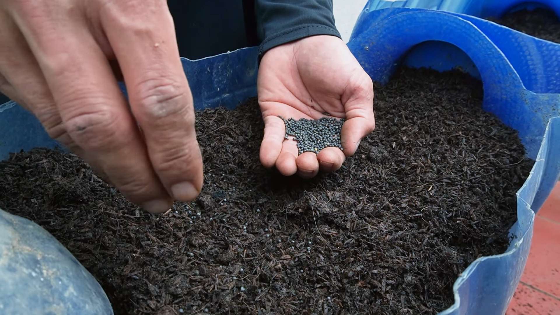 Collard Green Growing Tips