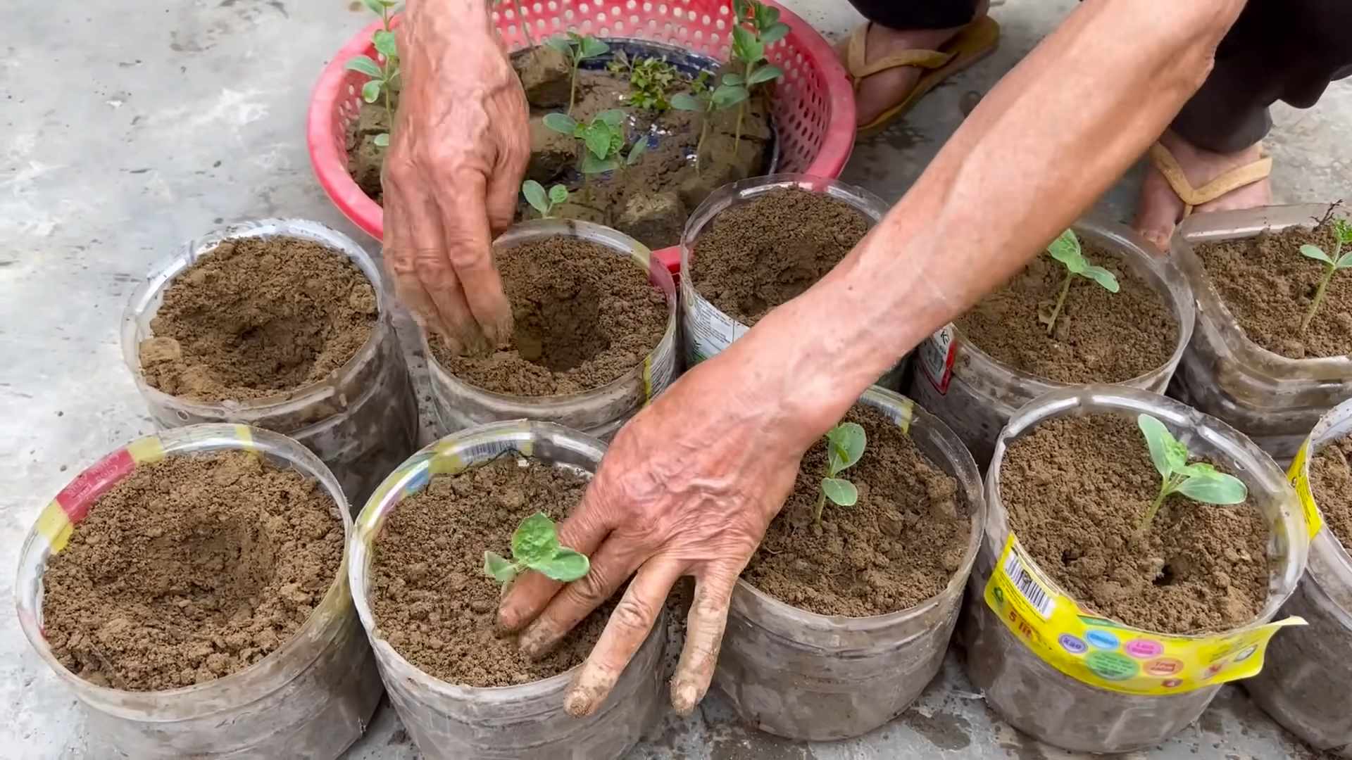 Grow Carrots at Home Easily