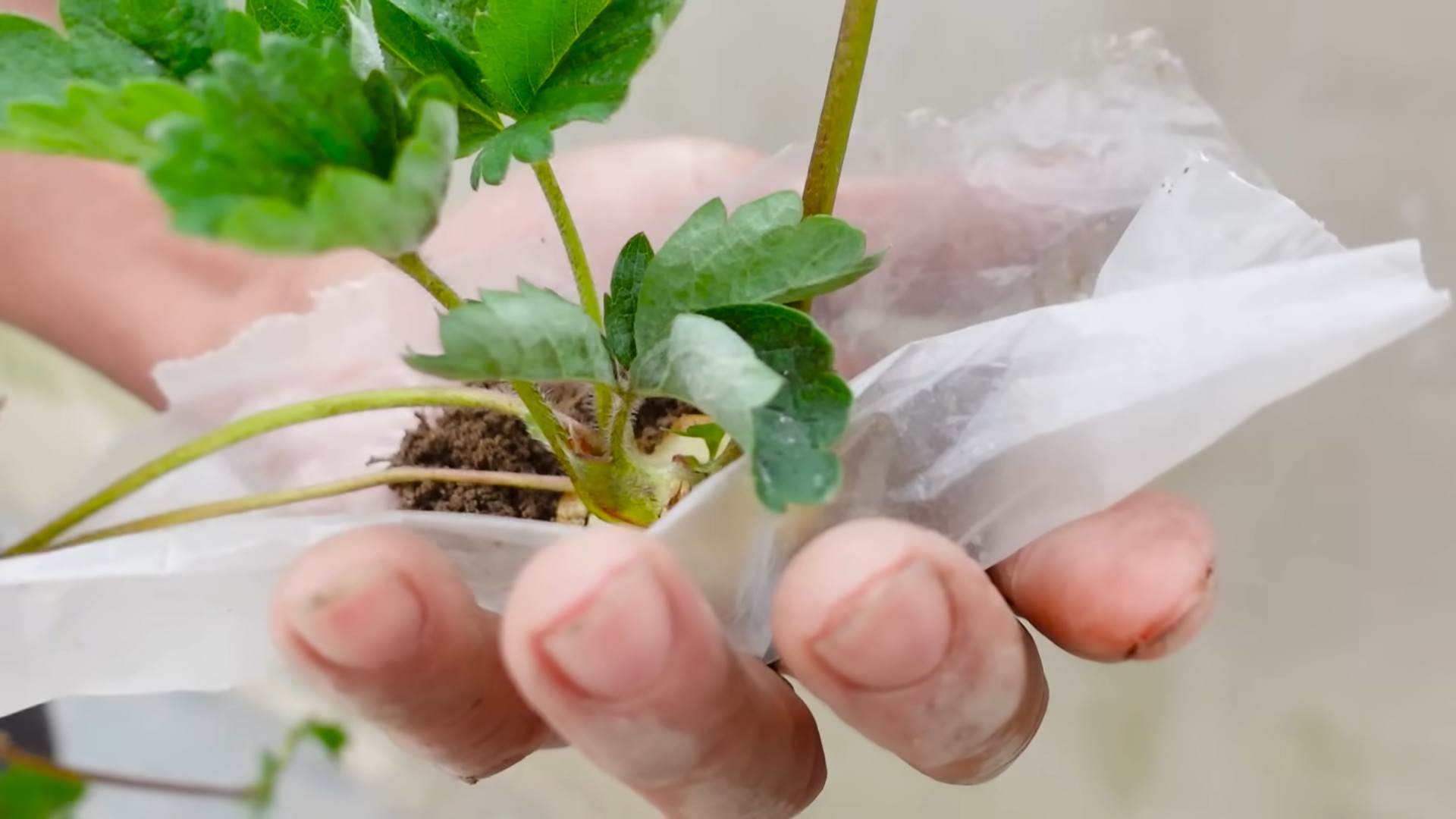 Grow Strawberries at Home