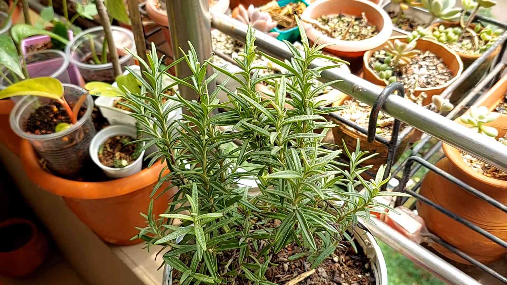 Grow Rosemary Easily