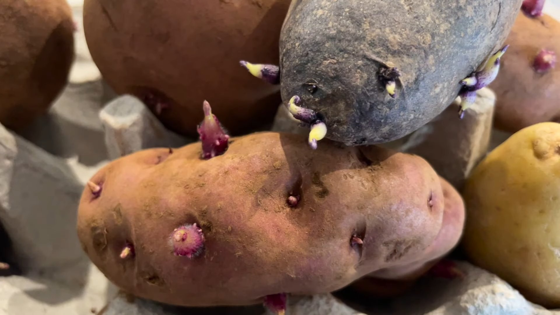Growing Potatoes Small Spaces