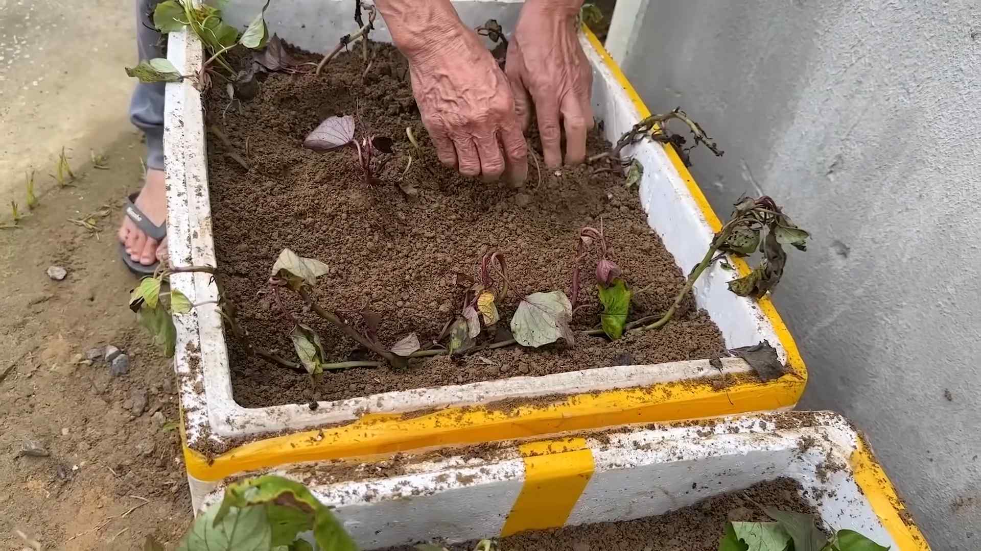 Harvest Sweet Potatoes Hack
