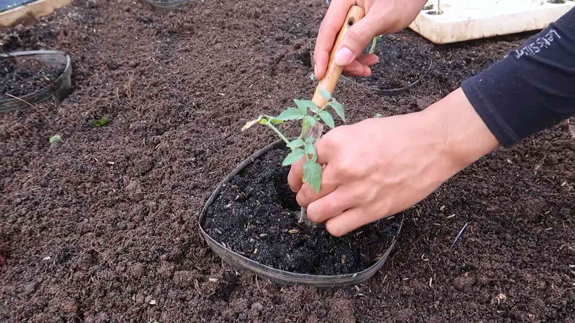 Growing tomatoes year round