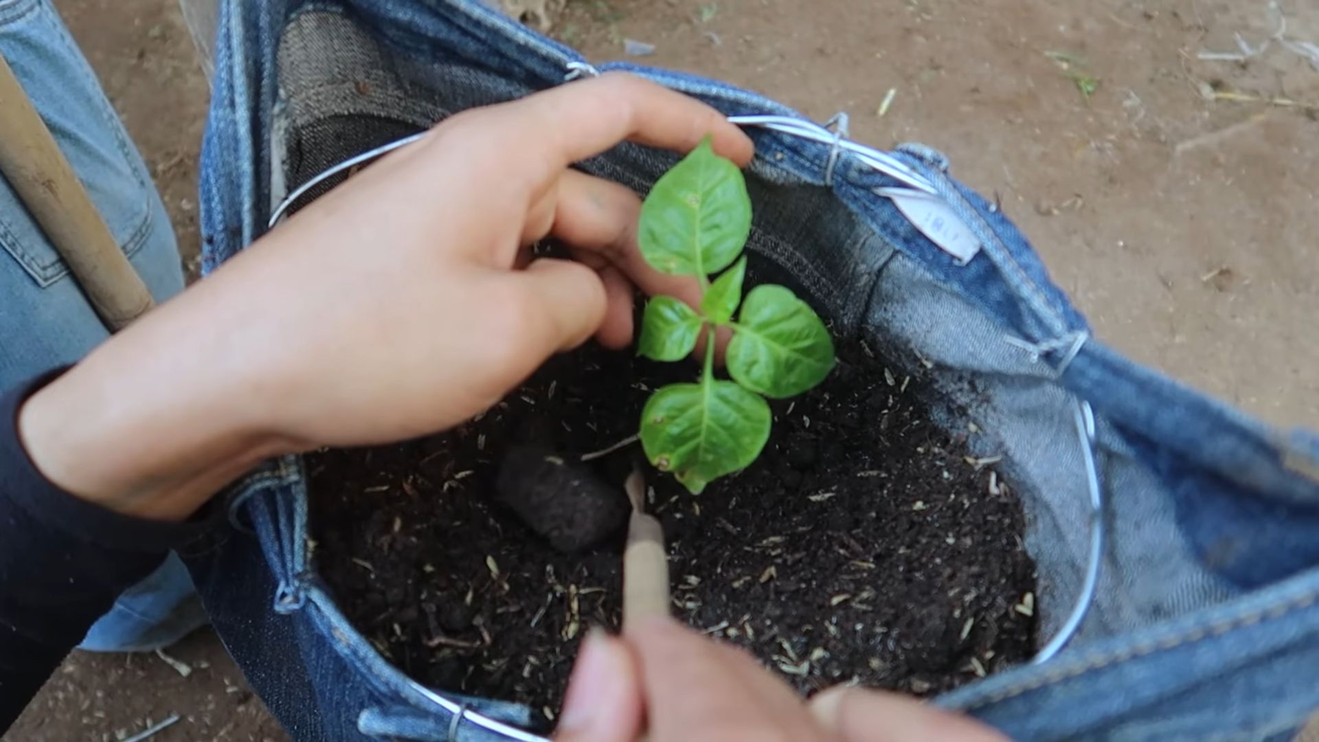 Jeans for Pepper Growing