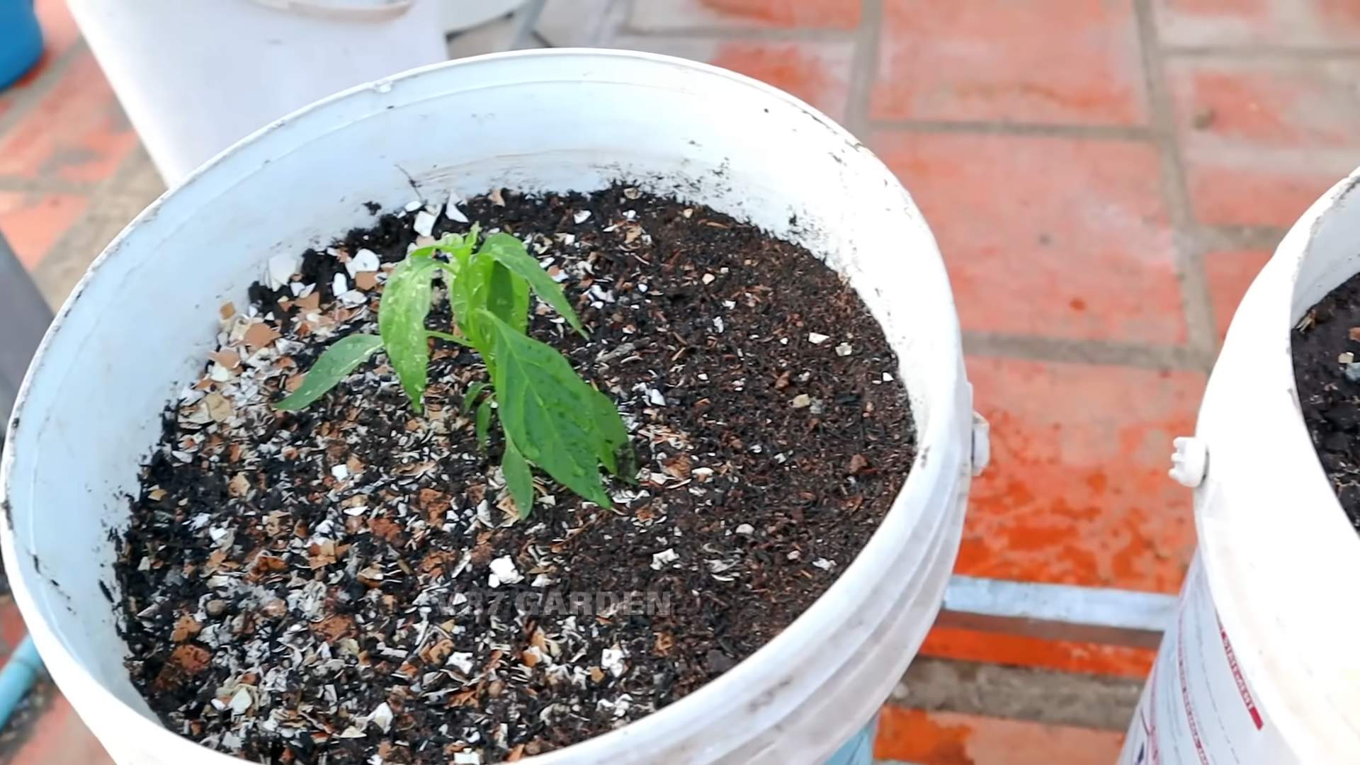 Compact Chili Growing