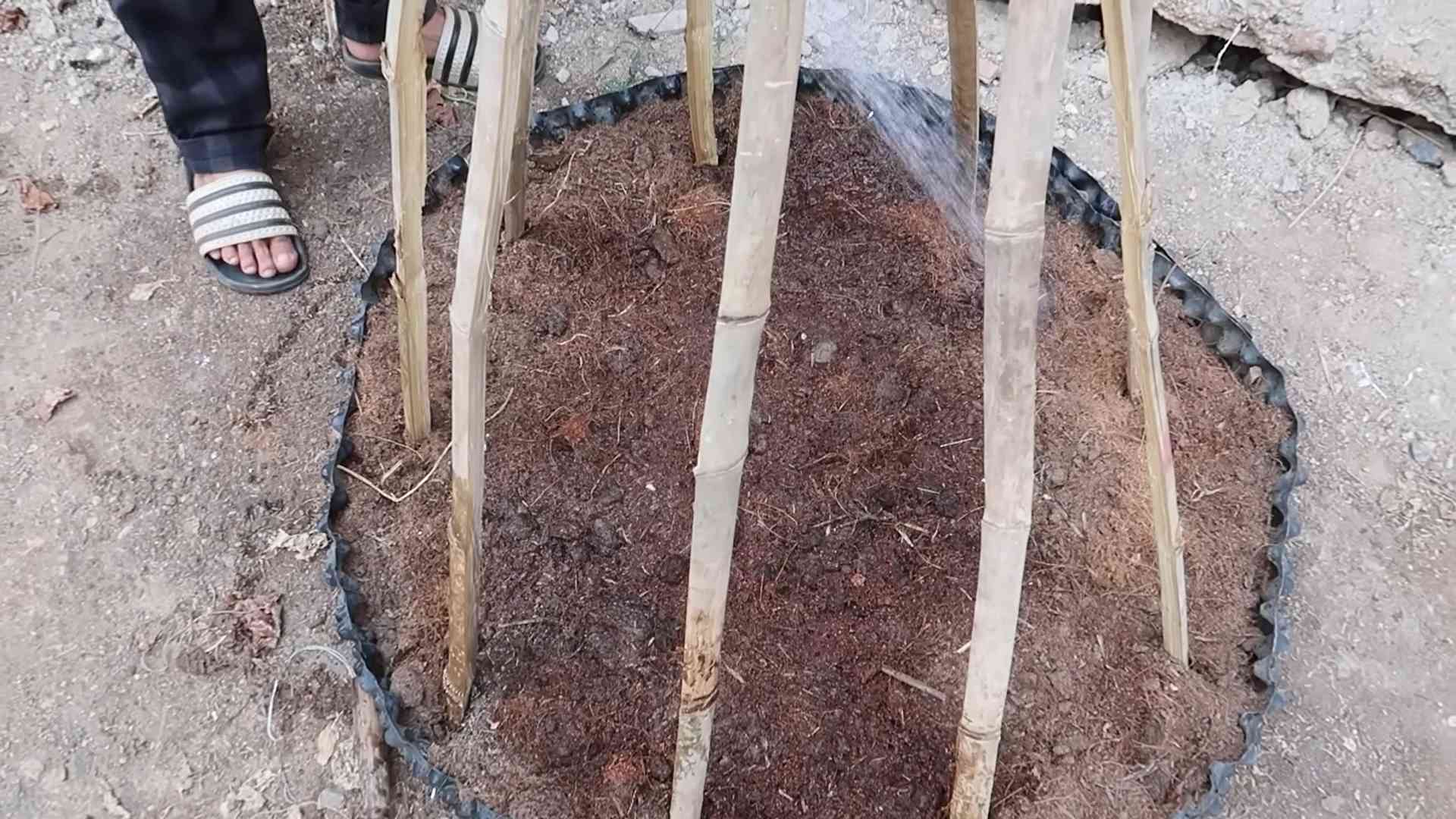 Spinach continuous harvest trick