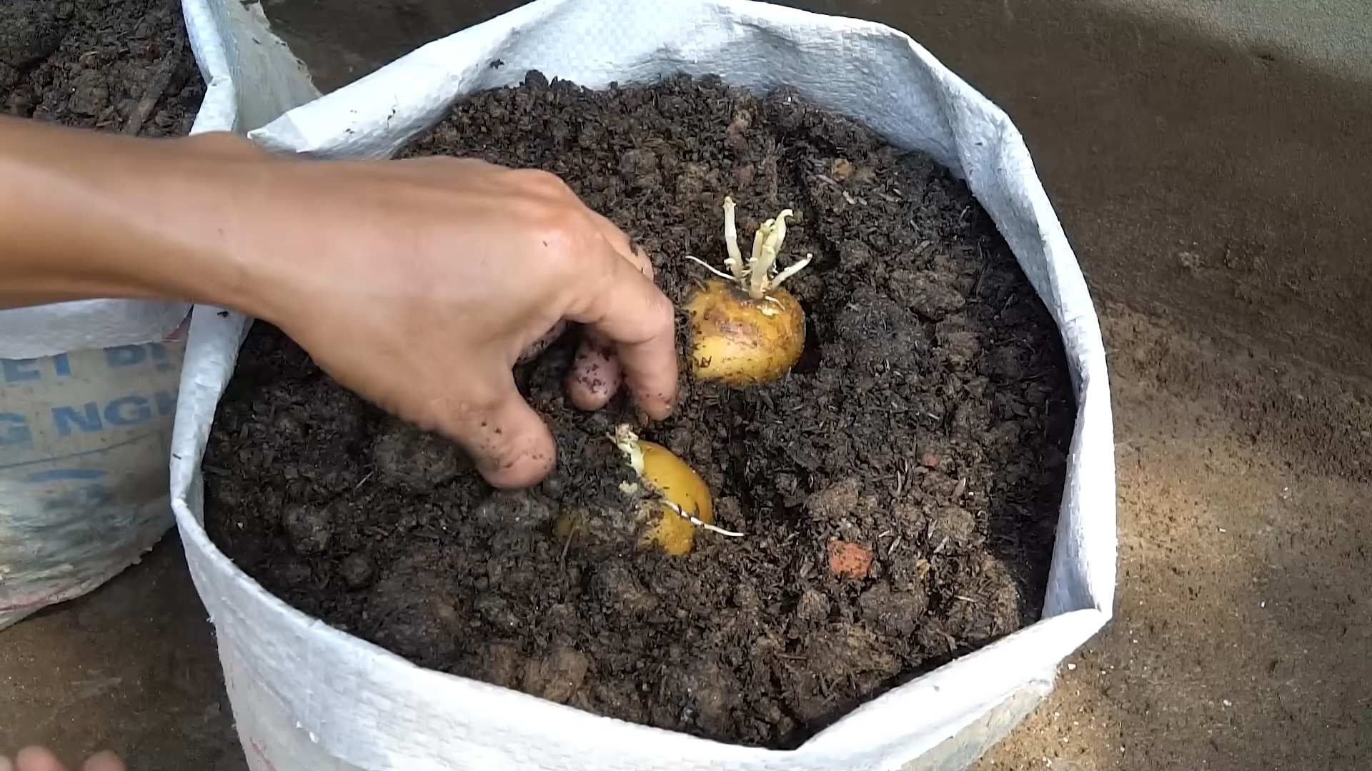 Growing Bitter Melon