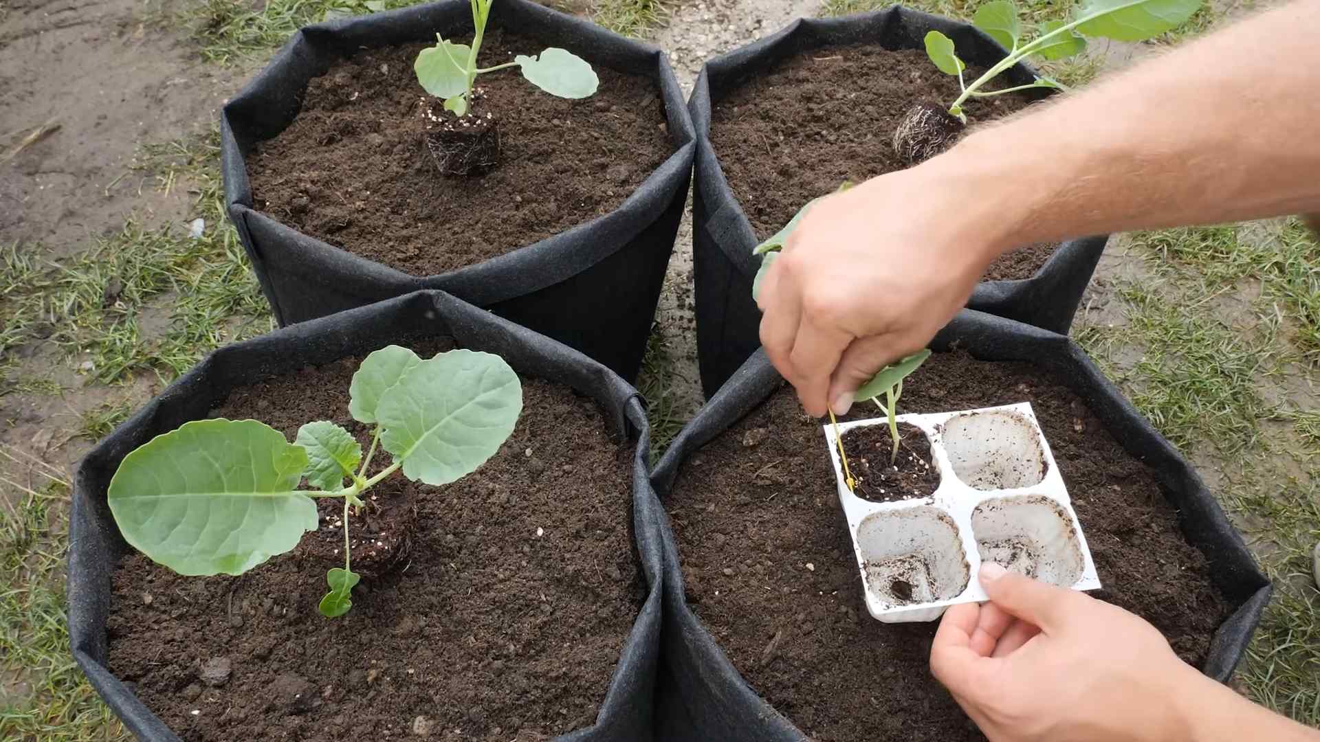 Grow Broccoli in Pots