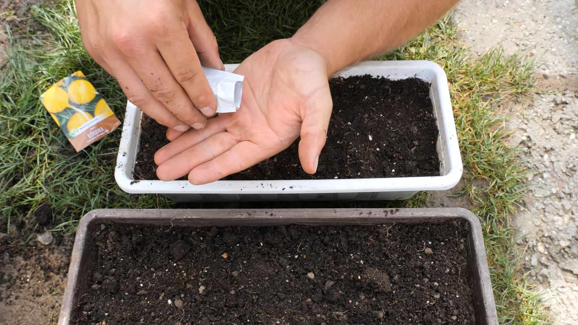 Grow Spring Radishes