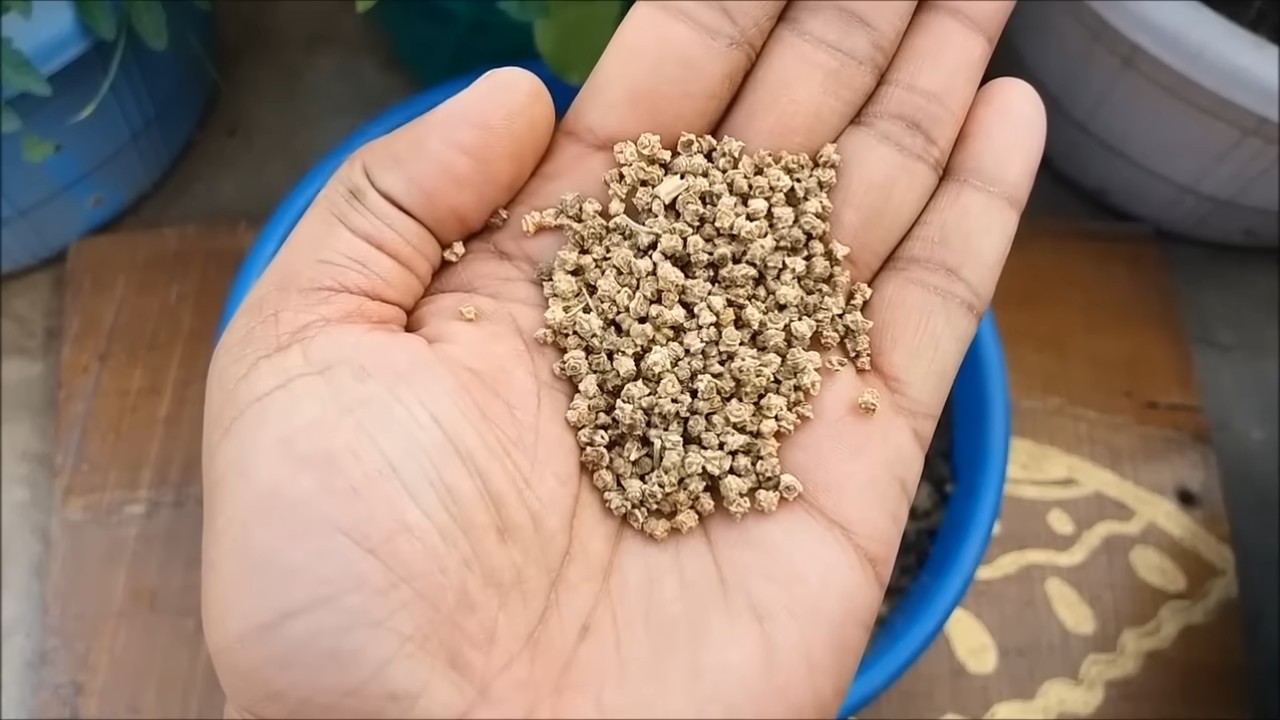Grow Spinach Indoors