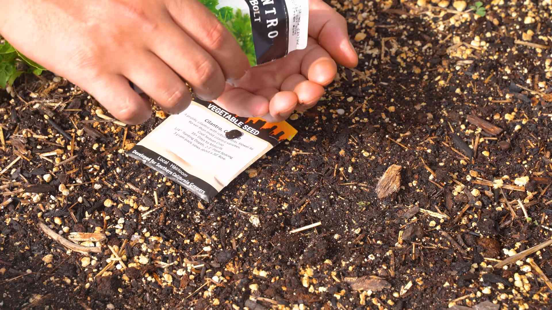 Prevent Cilantro Bolting Naturally
