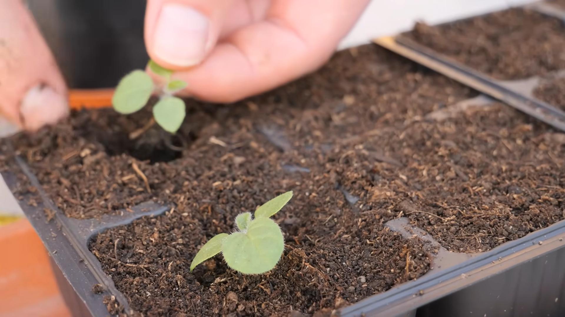 Growing Cape Gooseberries Home