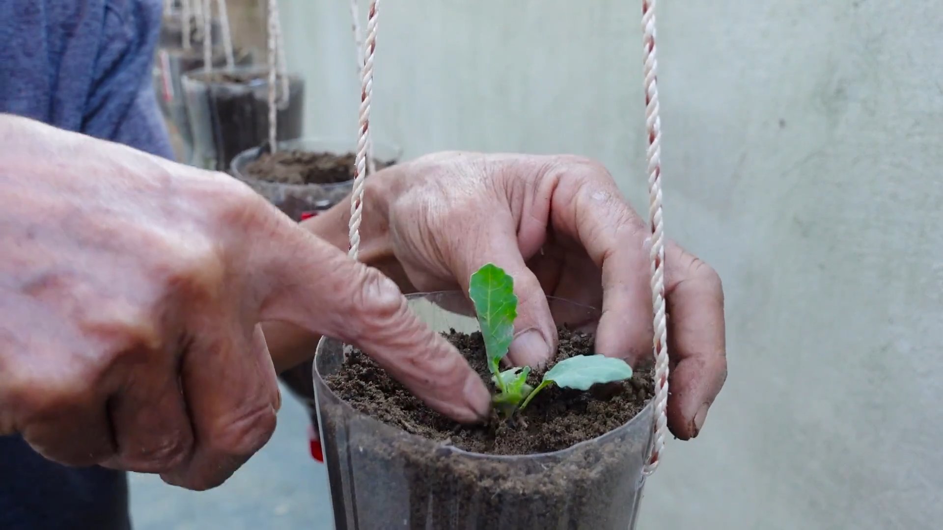 Growing Kohlrabi in Pots