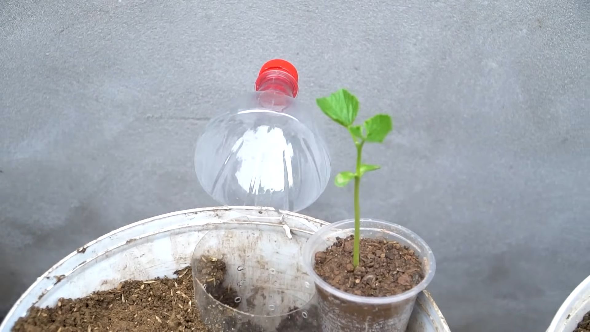 Grow chayote abundant harvest