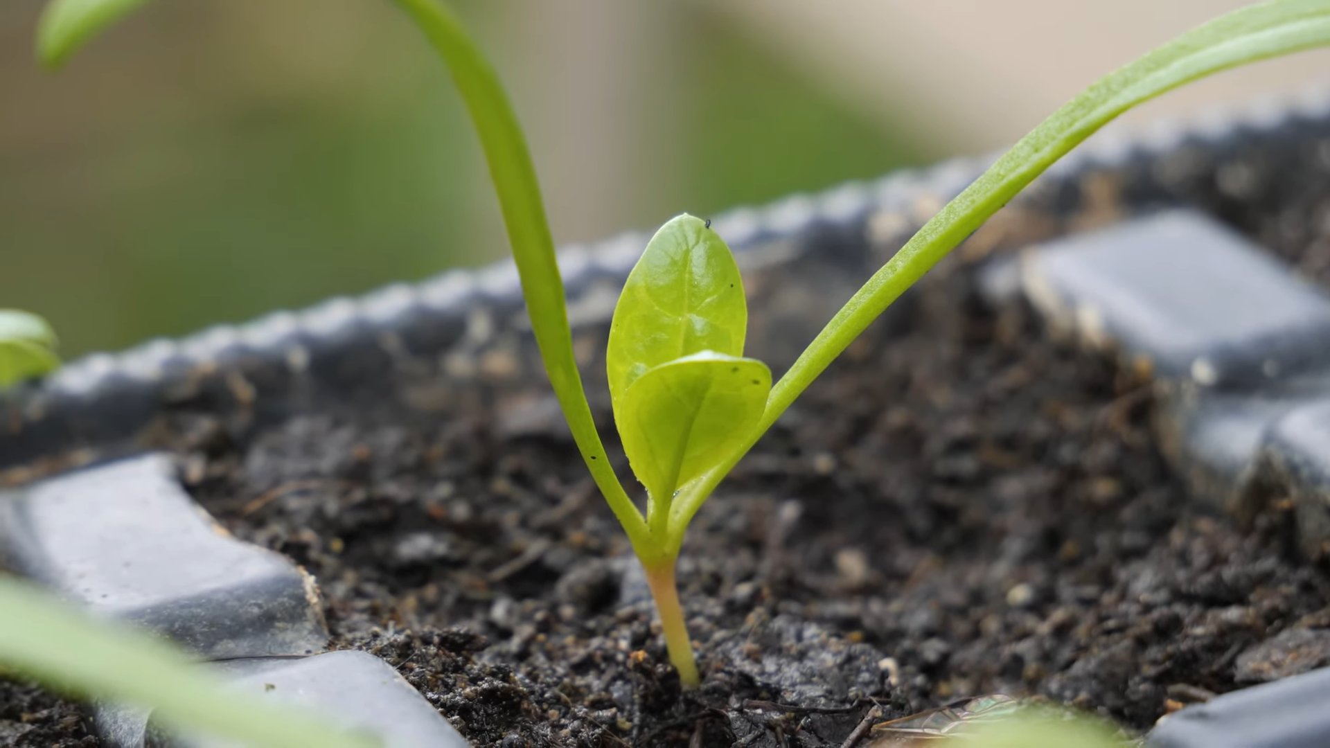 Grow Spinach in Planters