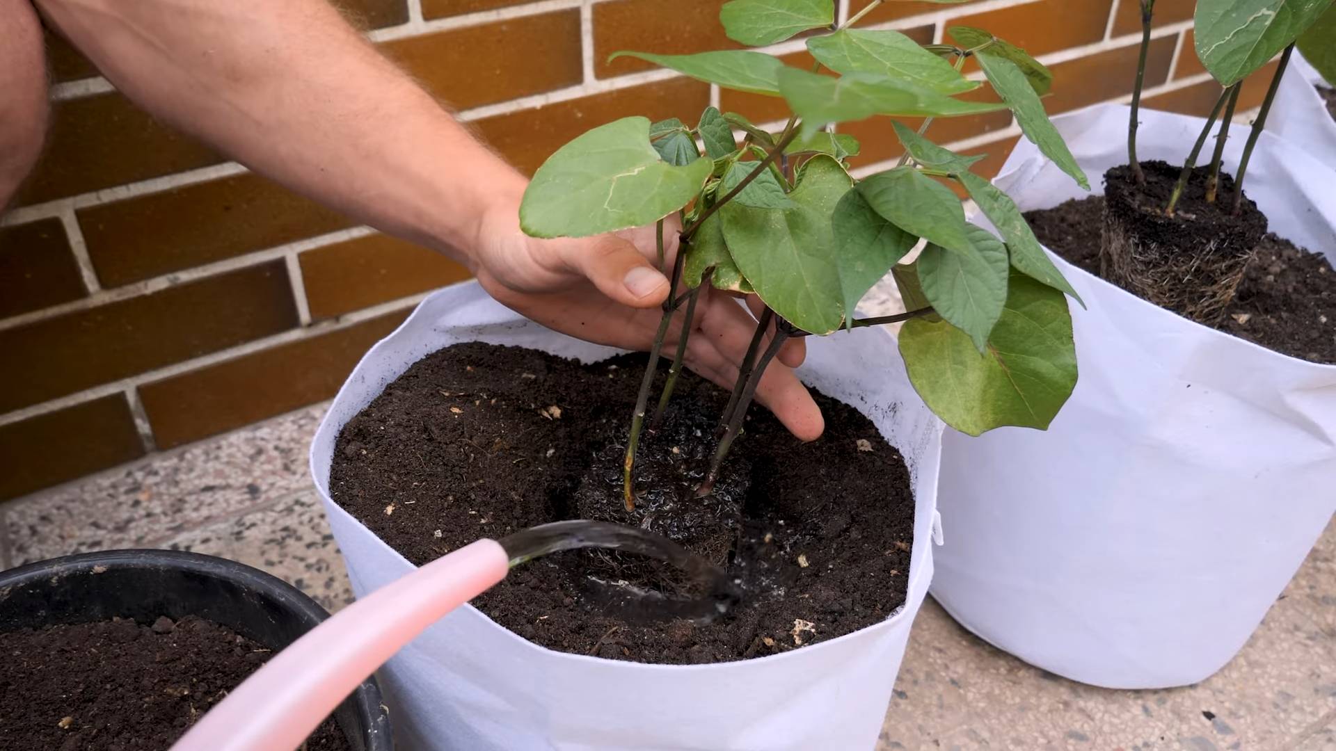 Purple Bush Bean Gardening