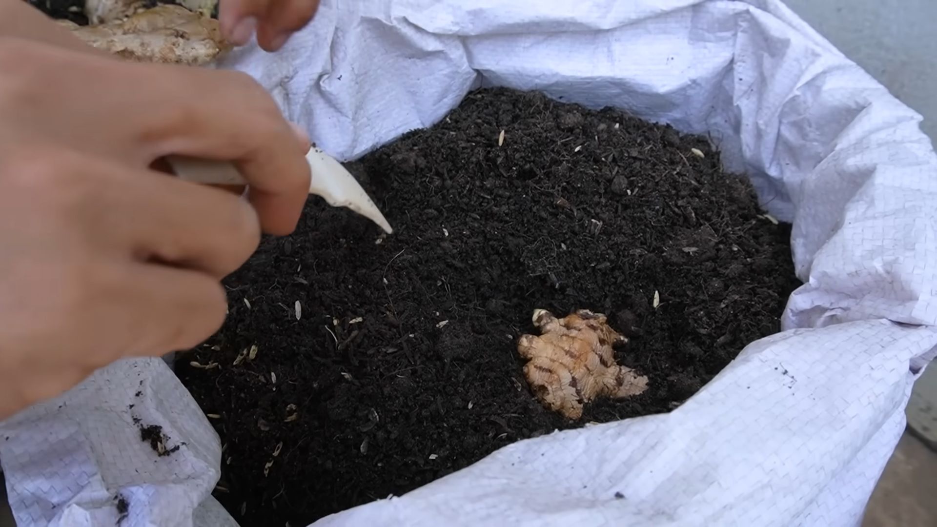 Grow Lettuce at Home