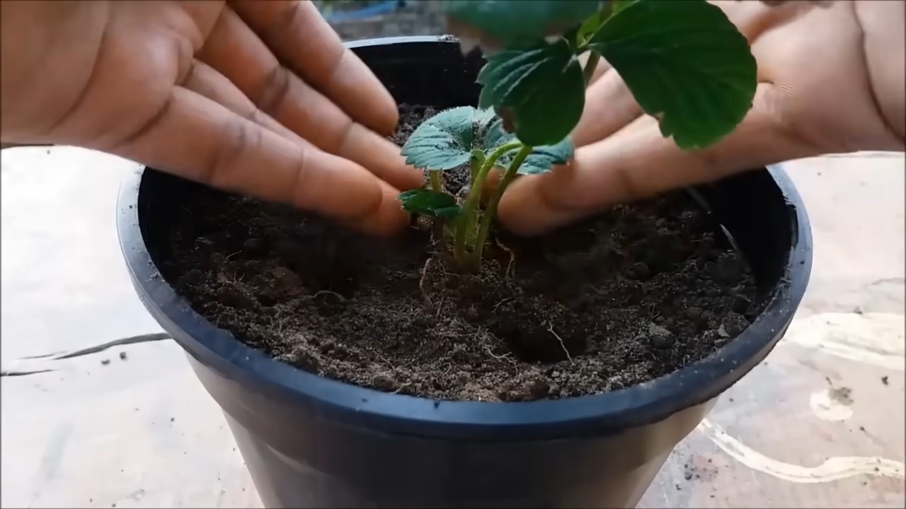 Grow Strawberries at Home Easily