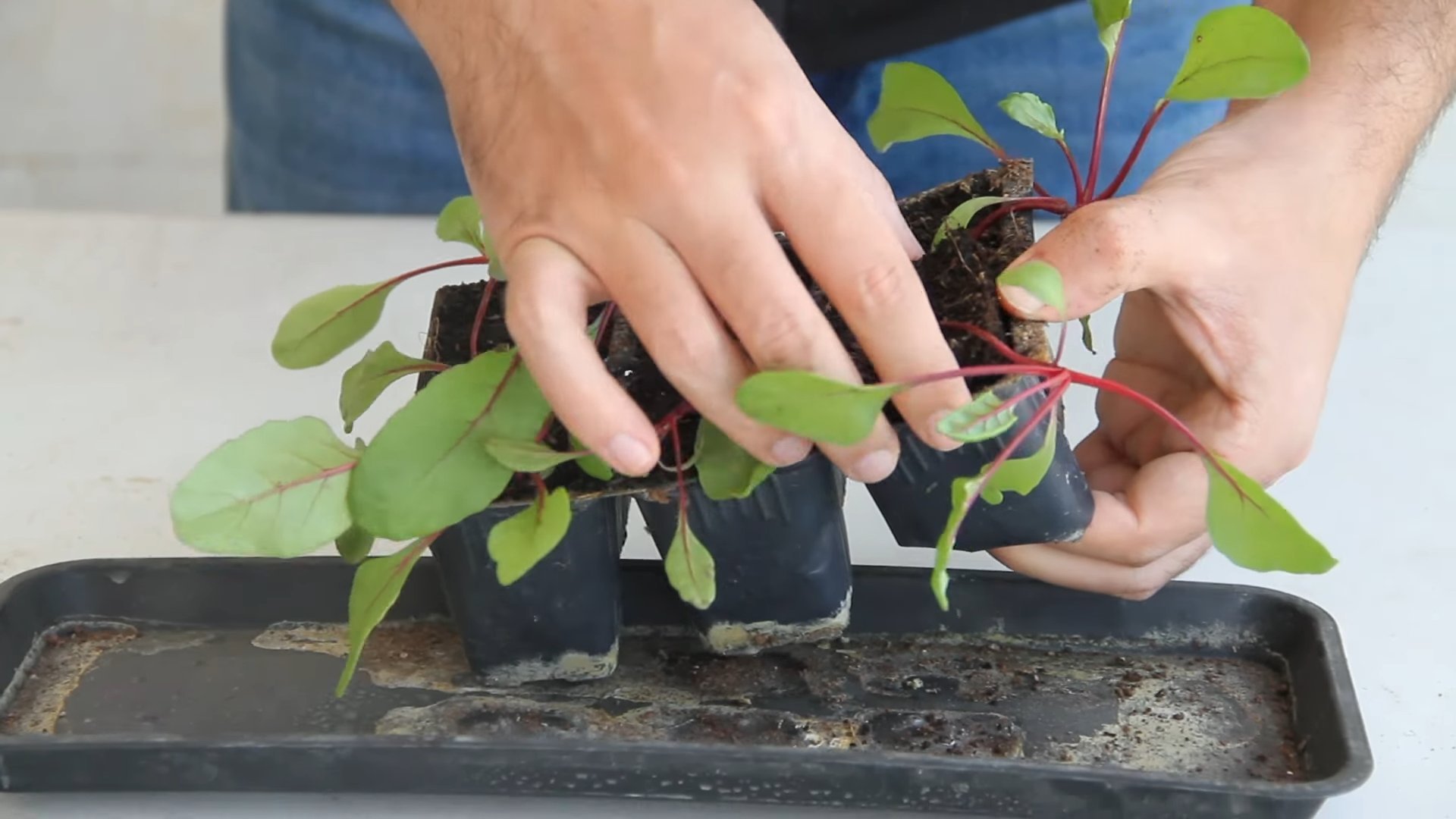 Container beet growing