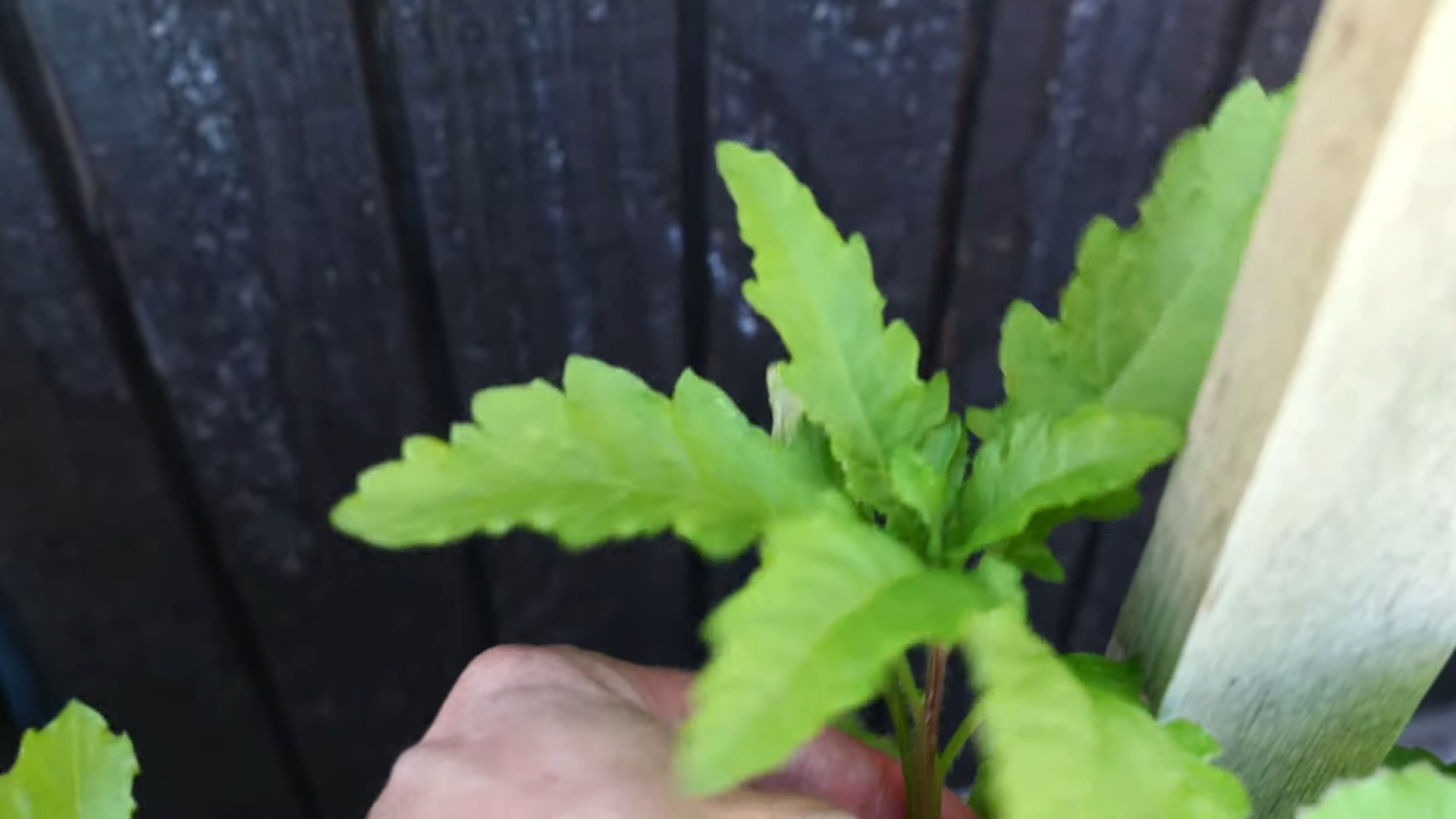 Grow Epazote in Your Kitchen