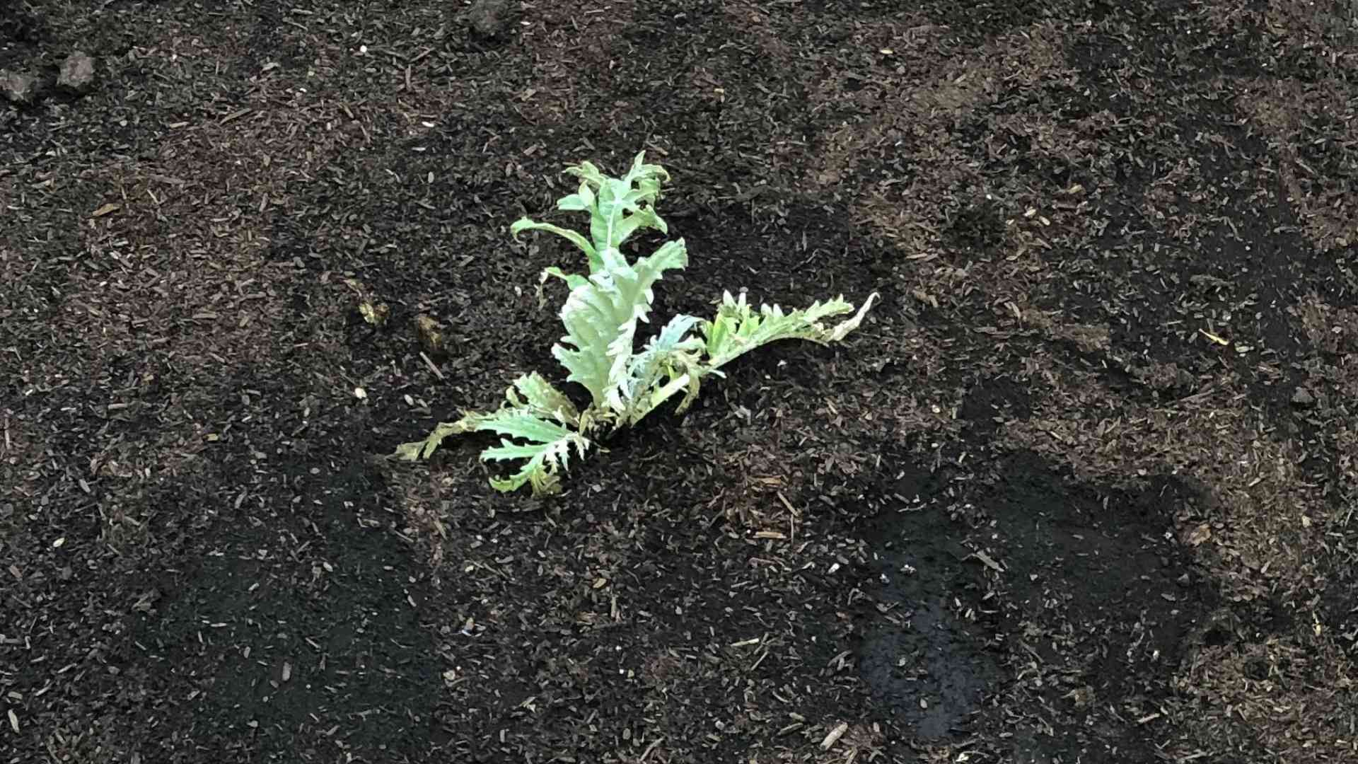 Grow Artichokes Beginners Guide