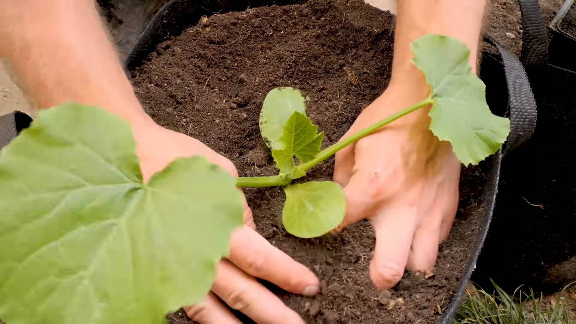 Growing Zucchini in Bags