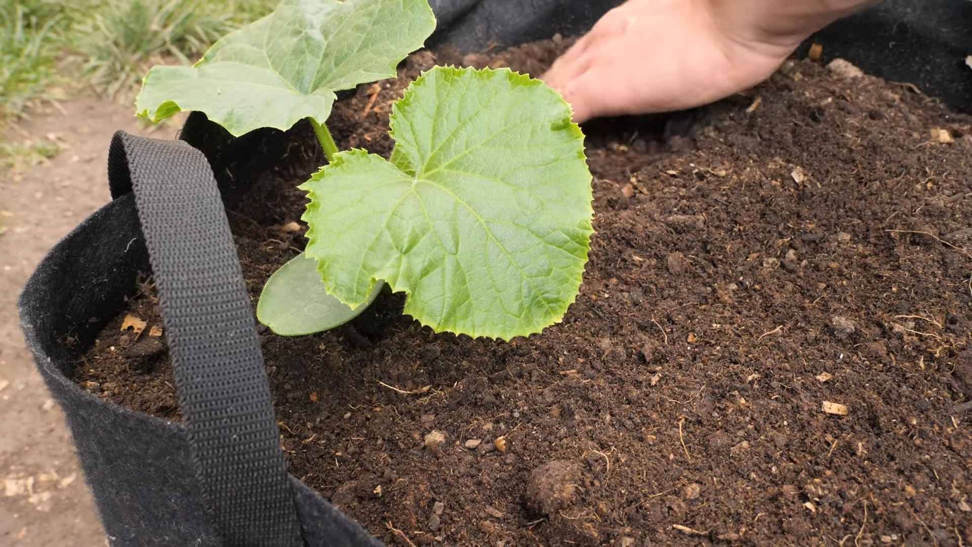 Growing Cucumber Plants