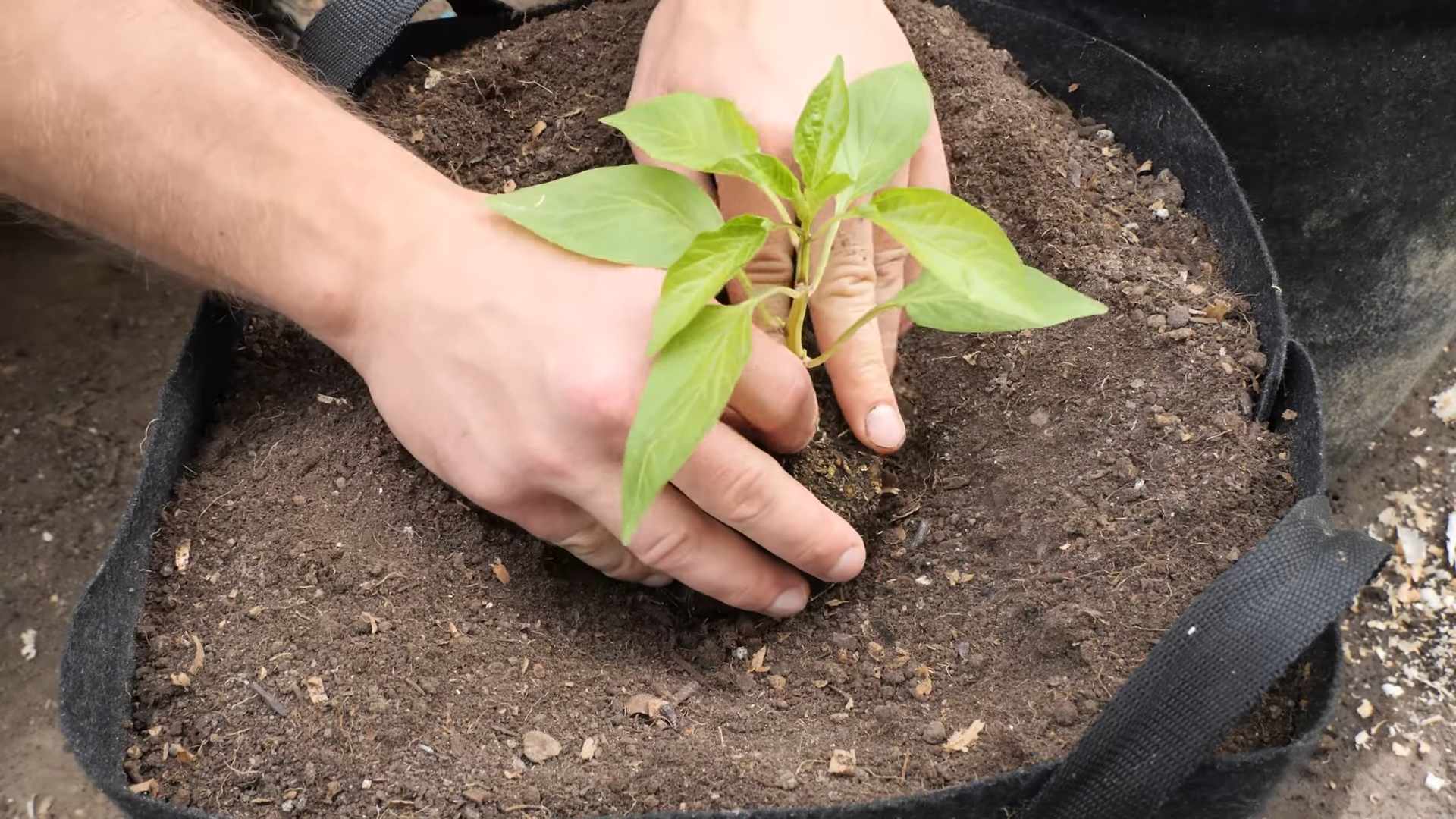 Growing Peppers Easily