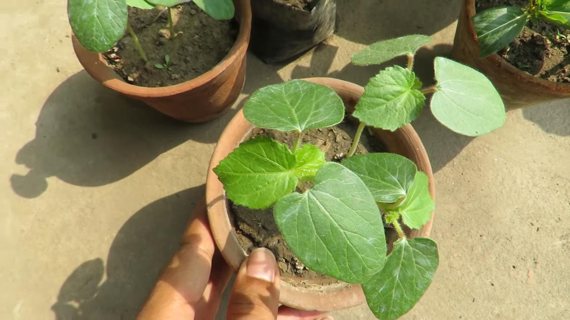 Okra Gardening Tips Home