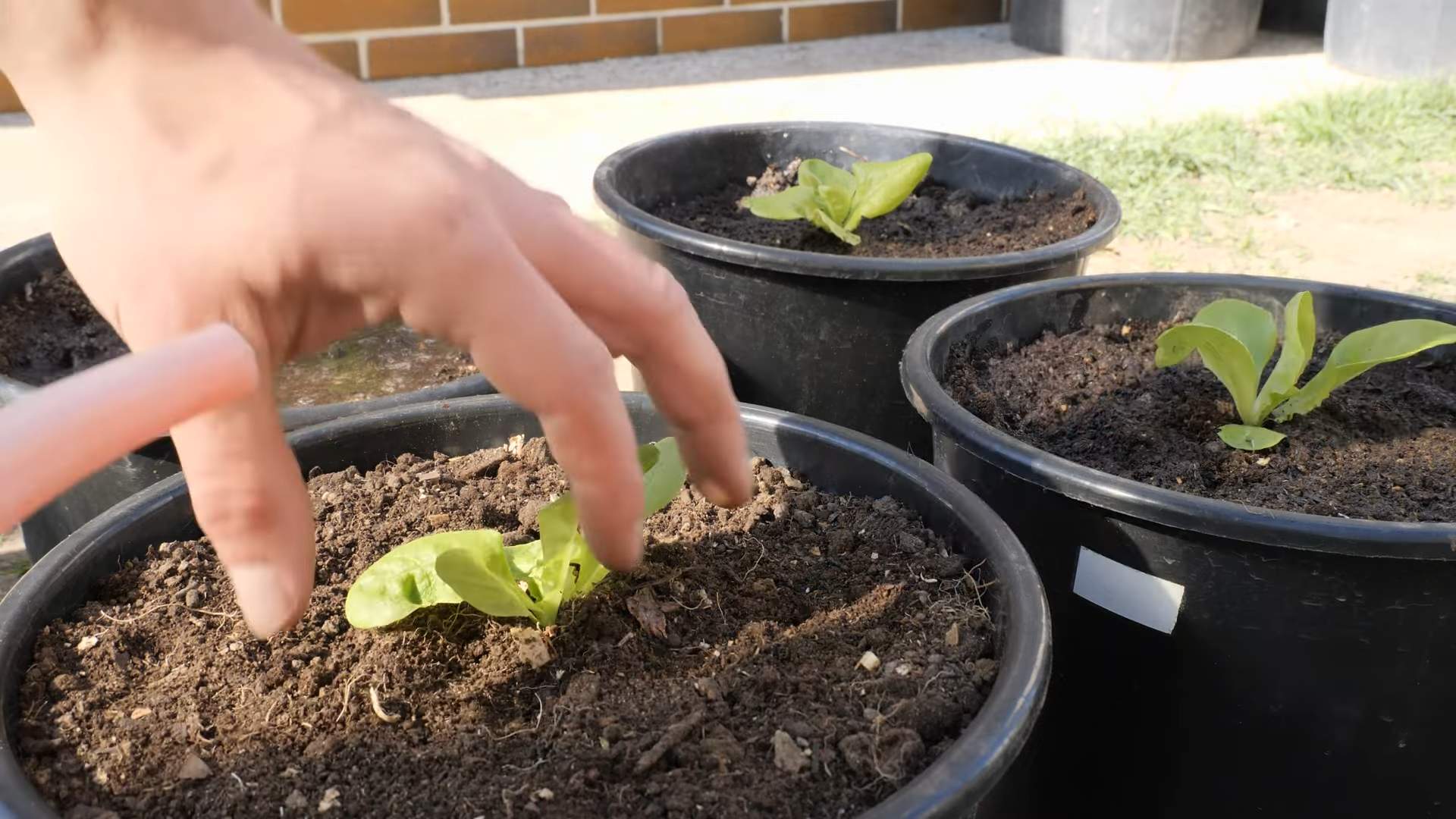 Grow Lettuce Small Pots