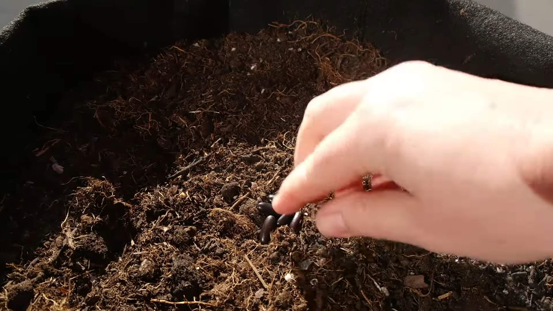 Growing Bush Beans in Containers