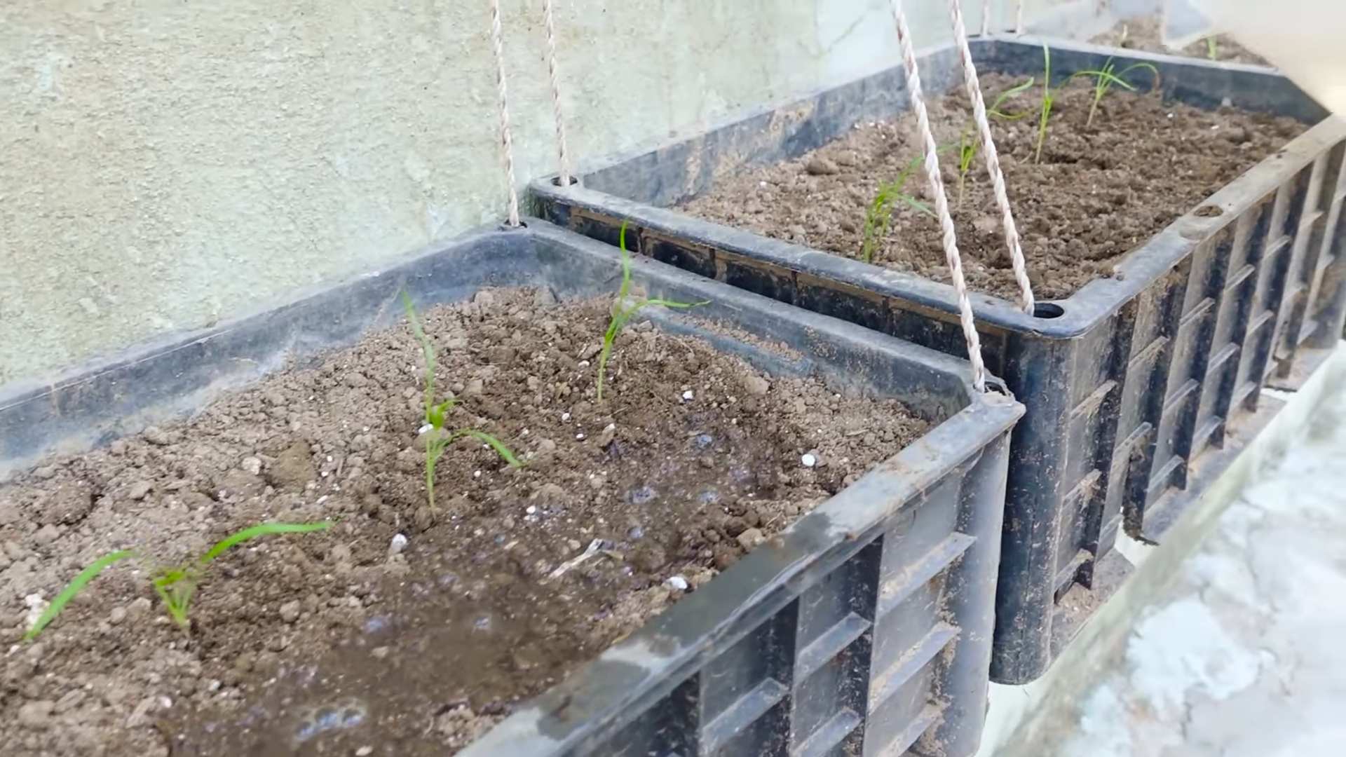 Growing dill indoors