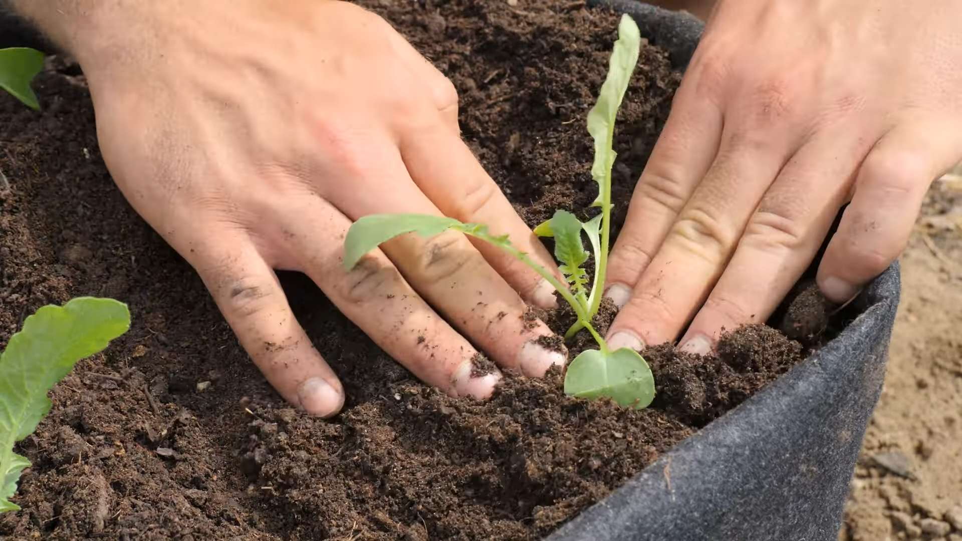 Grow radishes indoors