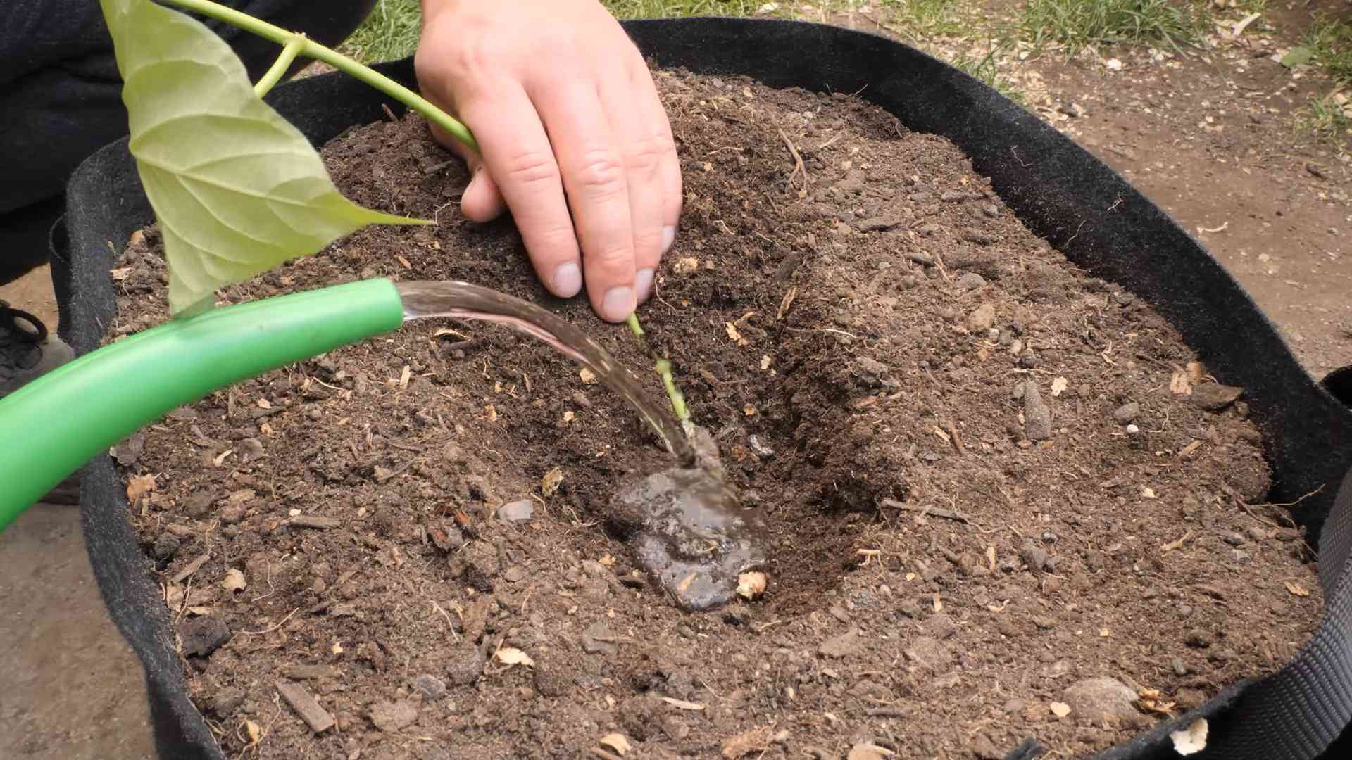 Growing Sweet Potatoes Beginners